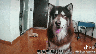 阿拉斯加最新爆料,最新爆料揭示不为人知的真相 第2张 阿拉斯加最新爆料,最新爆料揭示不为人知的真相 第2张