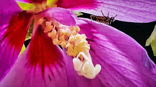 花蕊手机在线观看,在线观看,解锁科技魅力新篇章 第2张 花蕊手机在线观看,在线观看,解锁科技魅力新篇章 第2张